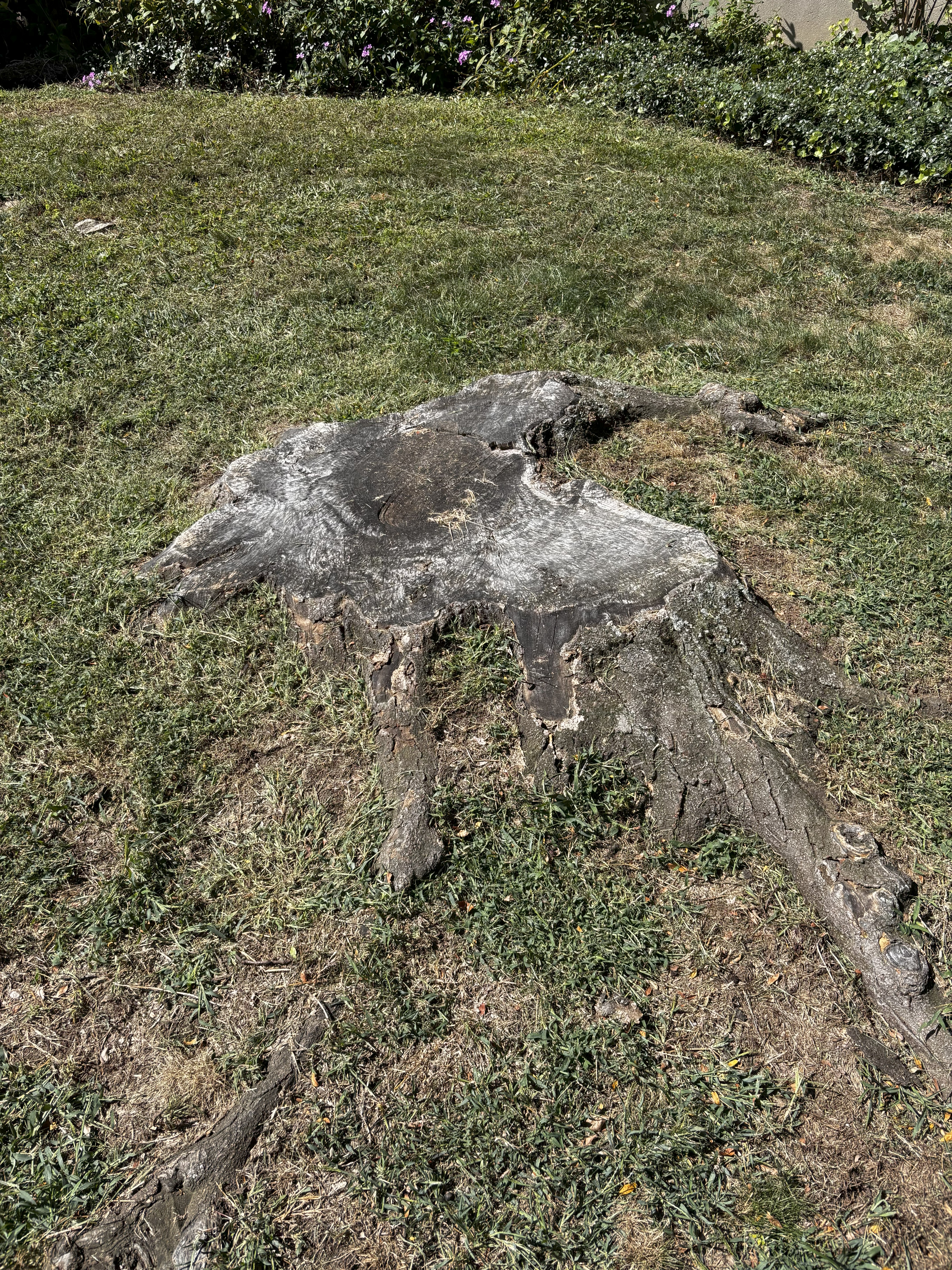 Review photo 1 from Moss